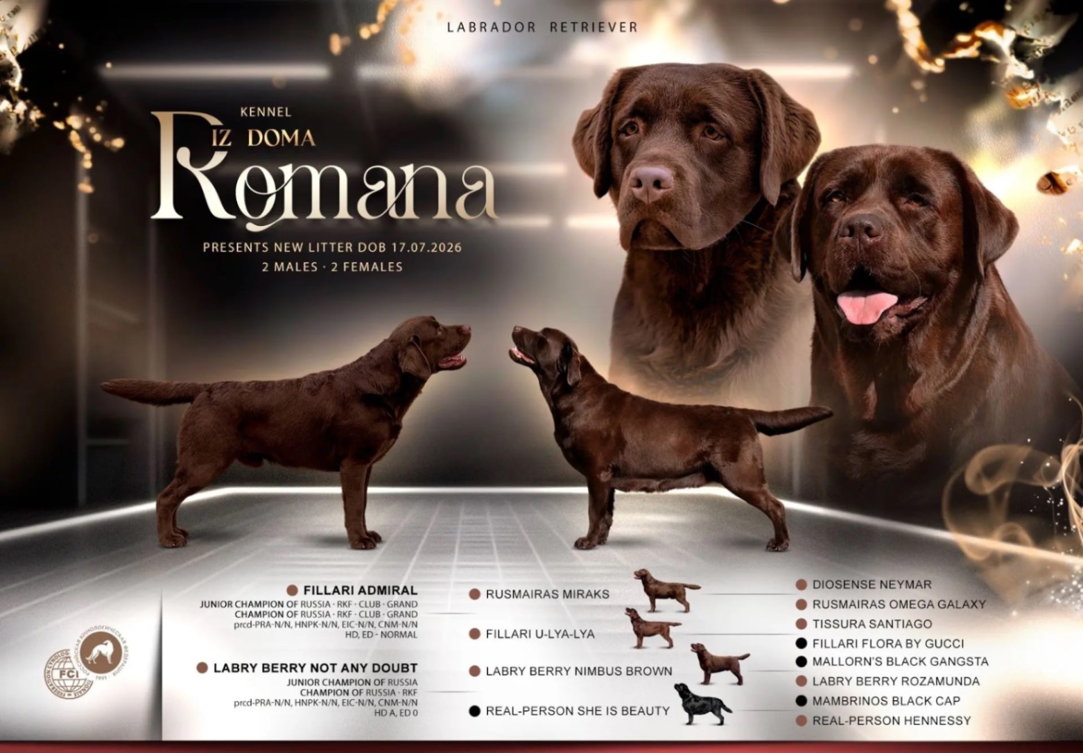 kupit-shokoladnogo-shchenka-labradora-retrivera