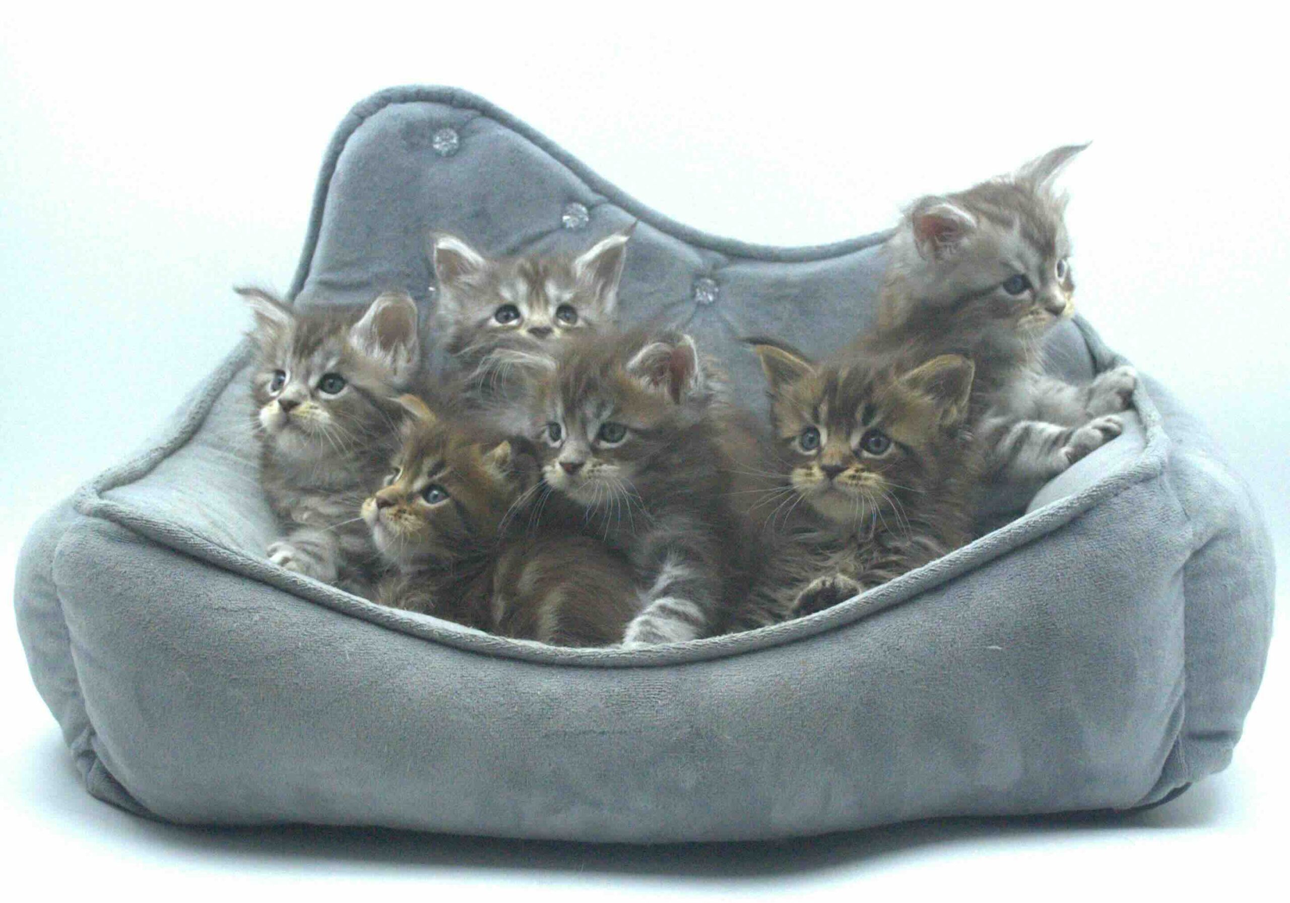 main-coon-buy-kitten