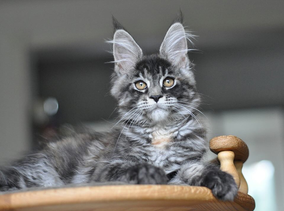 main-coon-kupit-kotenka