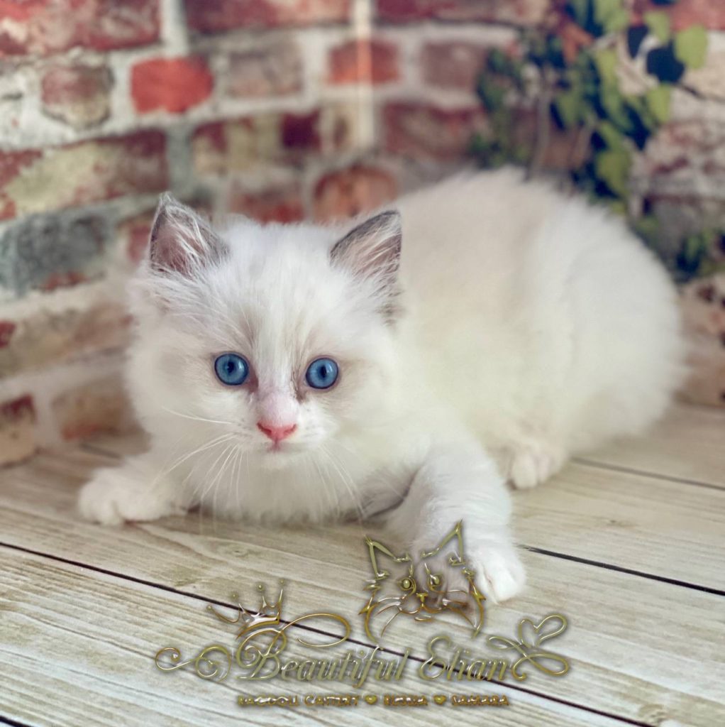 ragdoll-buy-kitten-2026