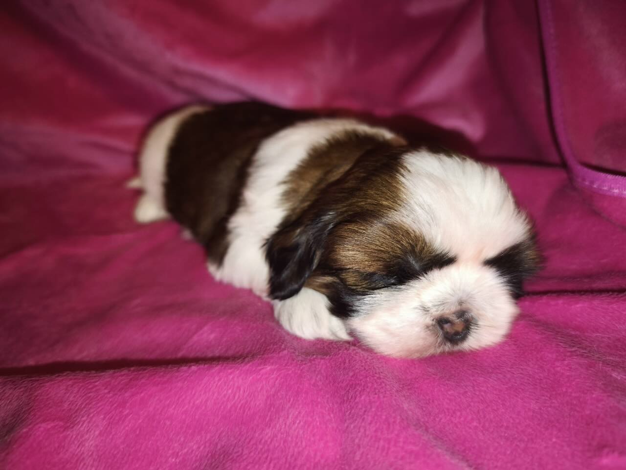 shih-tzu-kupit-shchenka