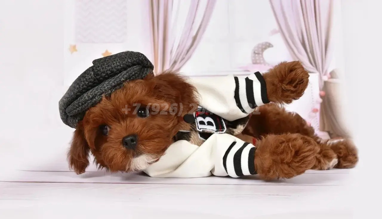 teddy-poodle-kupit-shchenka