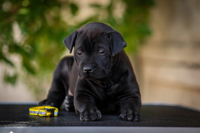 thai-ridgeback-buy-puppy-in-smolensk