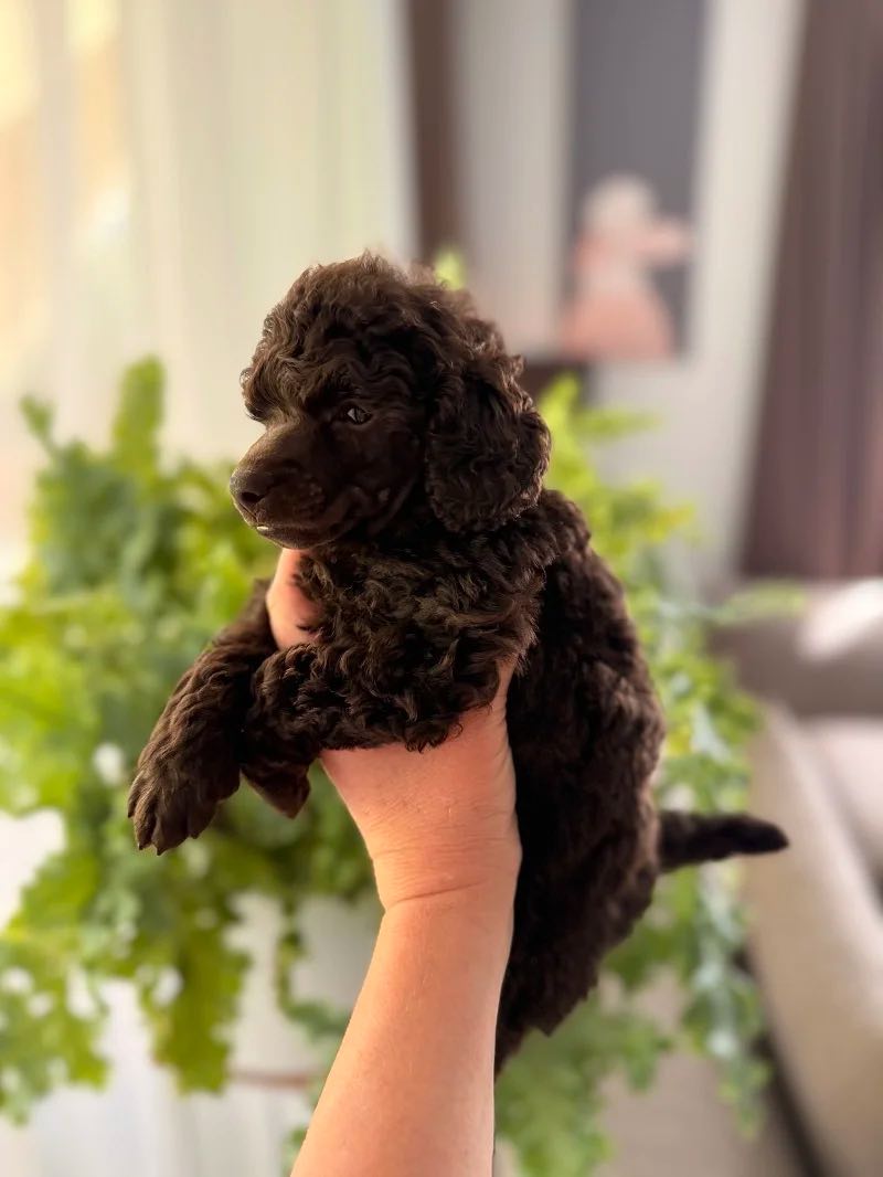 toy-poodle-kupit-shchenka-korichnevogo-okrasa