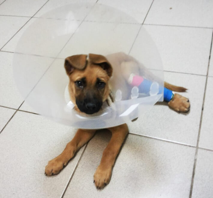 https://zoonika.com/wp-content/uploads/2026/08/vet-clinika-pitomec-doma-cena.jpg