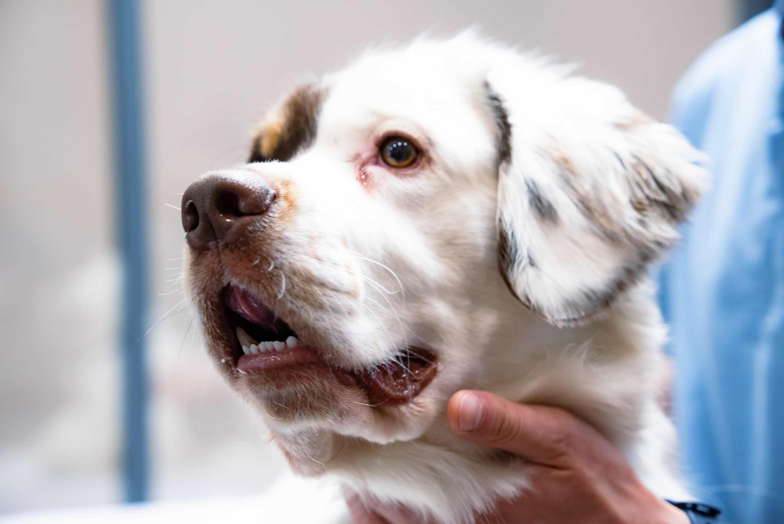 https://zoonika.com/wp-content/uploads/2026/08/vet-clinika-zoovet-rjadom.jpeg