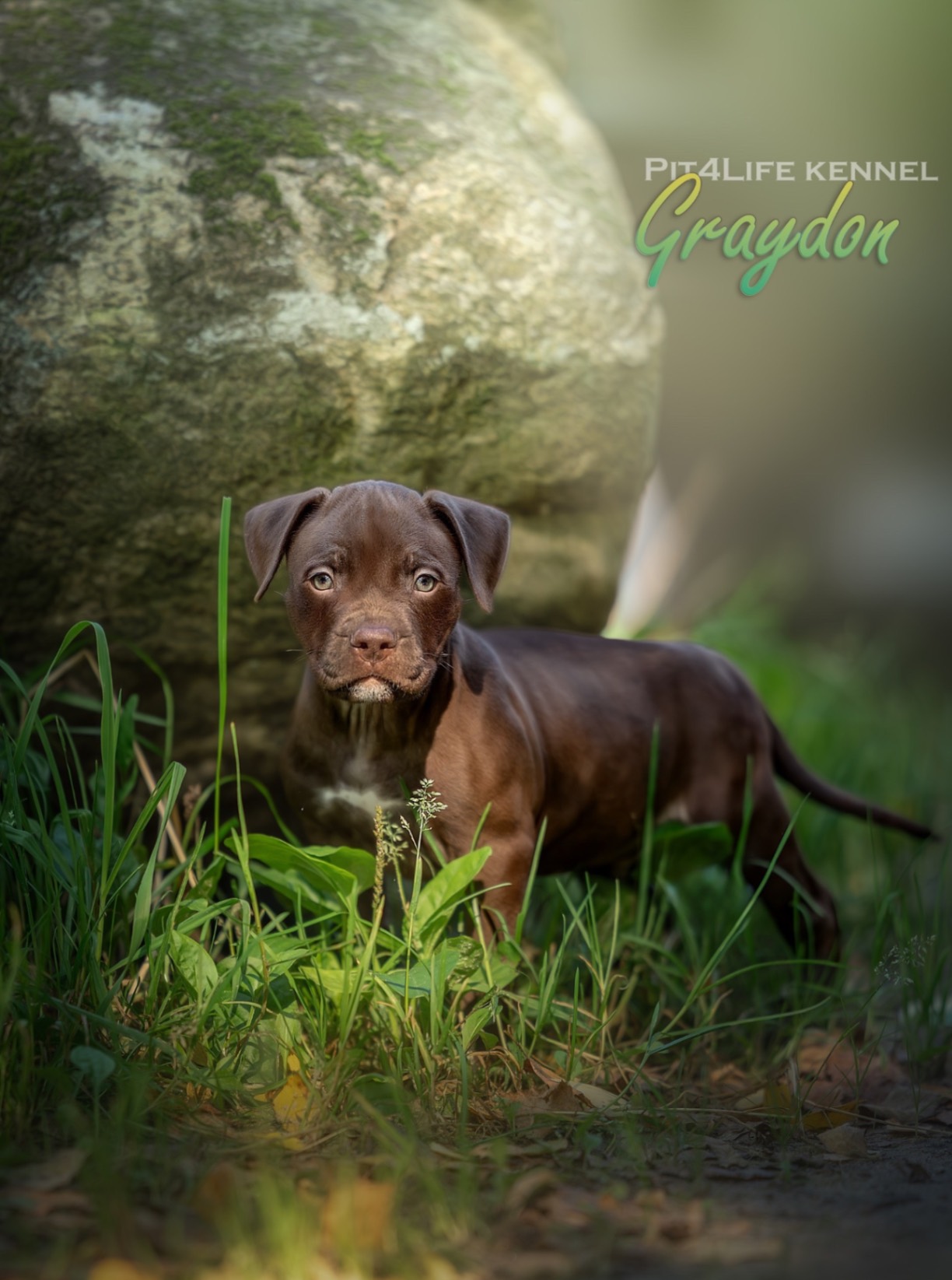 american-pitbullterrier-buy-puppy-in-moscow