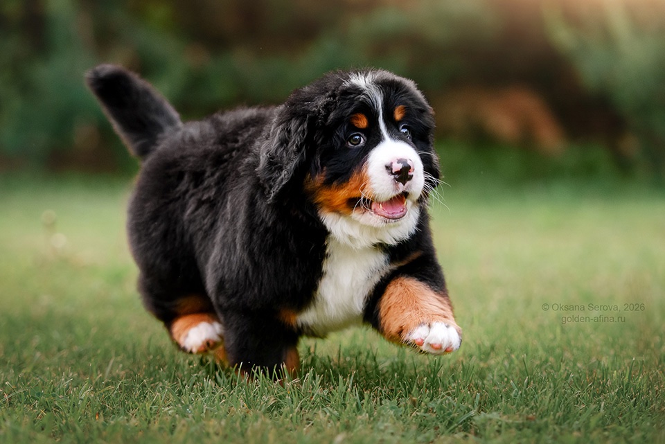 berner-sennenhund-buy-puppy-from-kennel