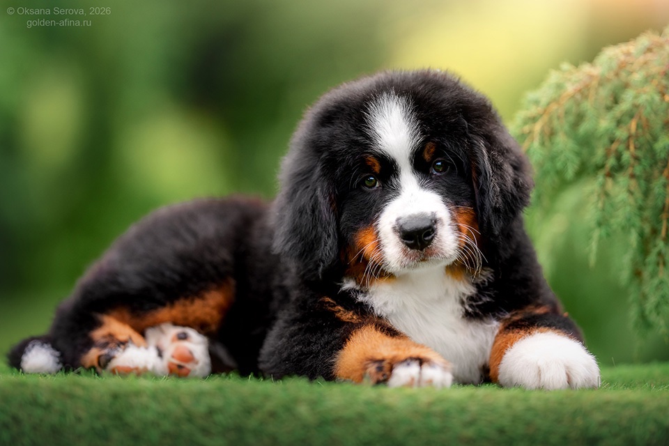 berner-sennenhund-kupit-shchenka-iz-pitomnika