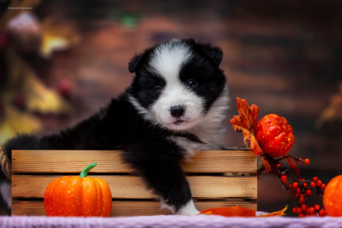 border-kolli-buy-puppy