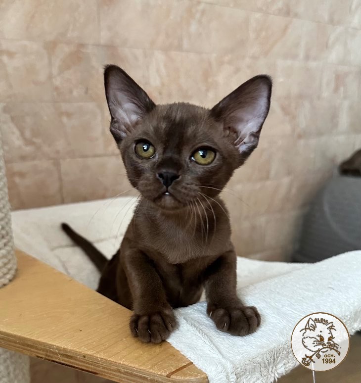 burman-cat-buy-kitten-in-moscow