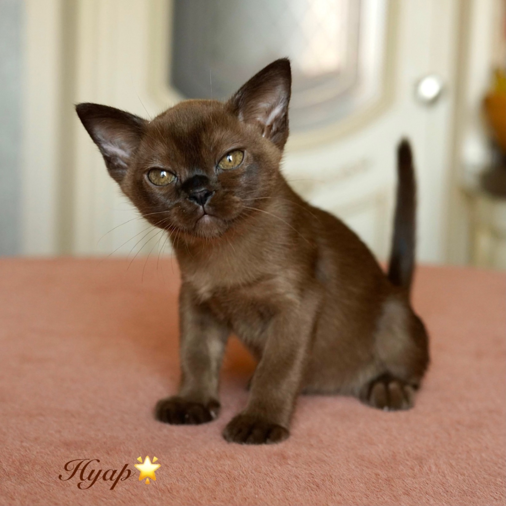 burman-cat-buy-kitten-in-novorossiisk