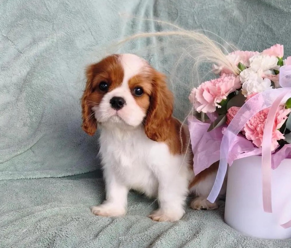 cavaler-king-charlz-spaniel-kupit-shchenka-v-toljatti