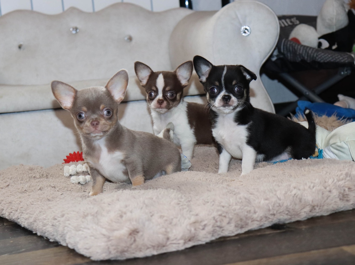 chihuahua-kupit-shchenka-iz-pitomnika