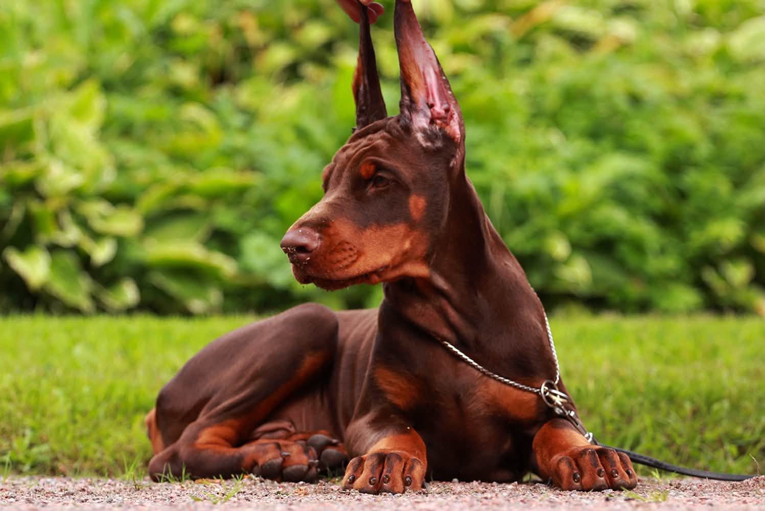 doberman-kupit-sobaku-v-sankt-peterburge