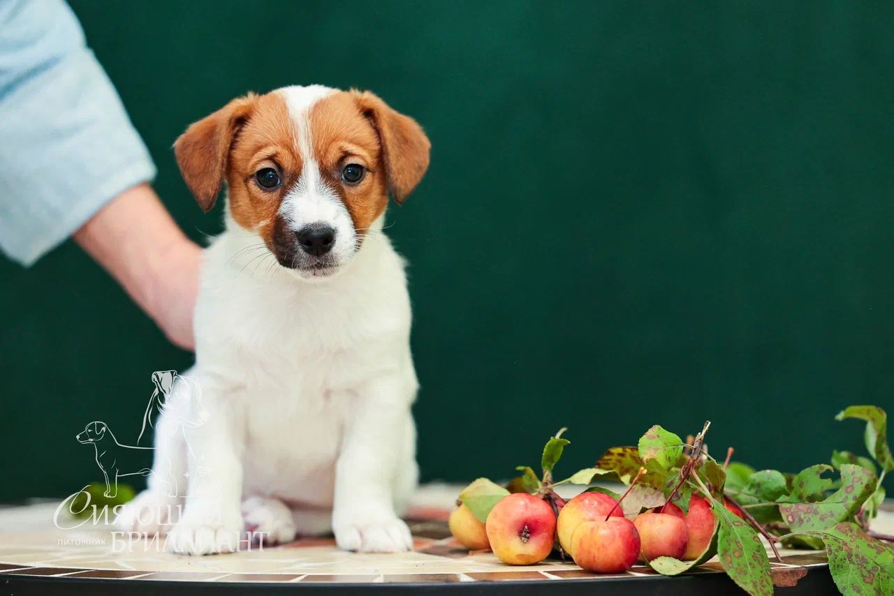 dzhek-rassel-terrier-kupit-shchenka-iz-pitomnika