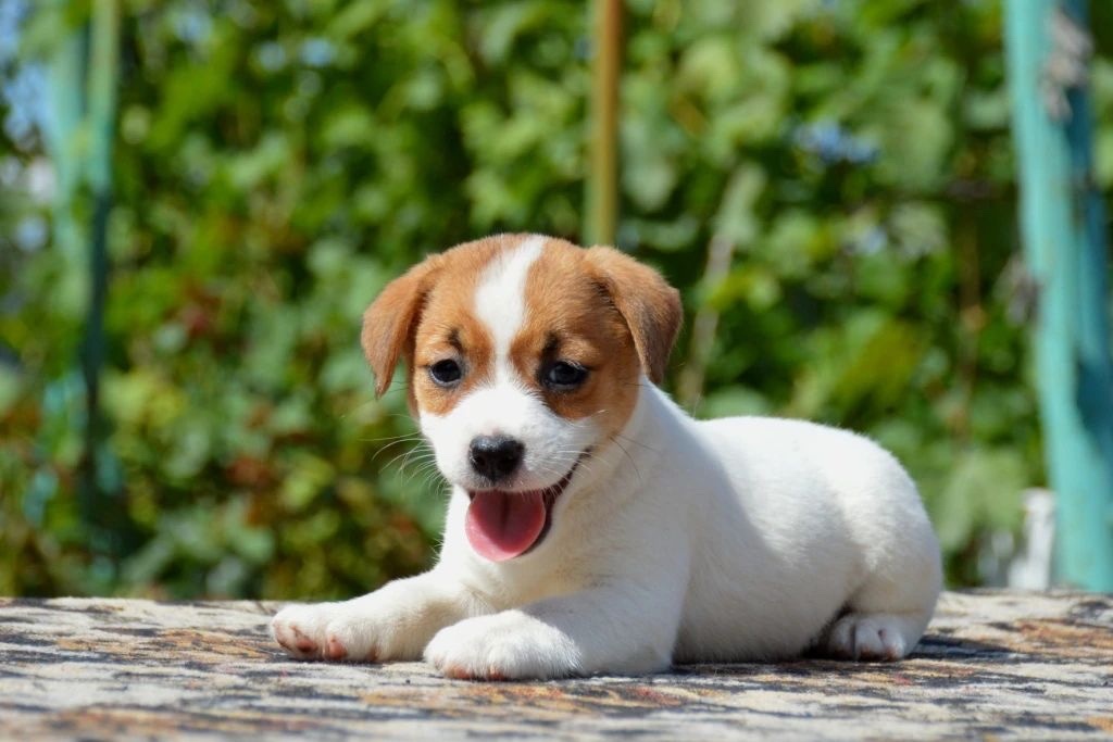 dzhek-rassel-terrier-kupit-shchenka