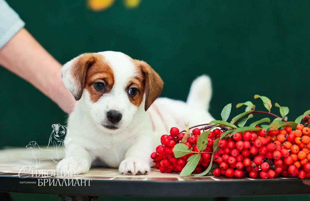 dzhek-russel-terrier-buy-puppy-in-ekaterinburg