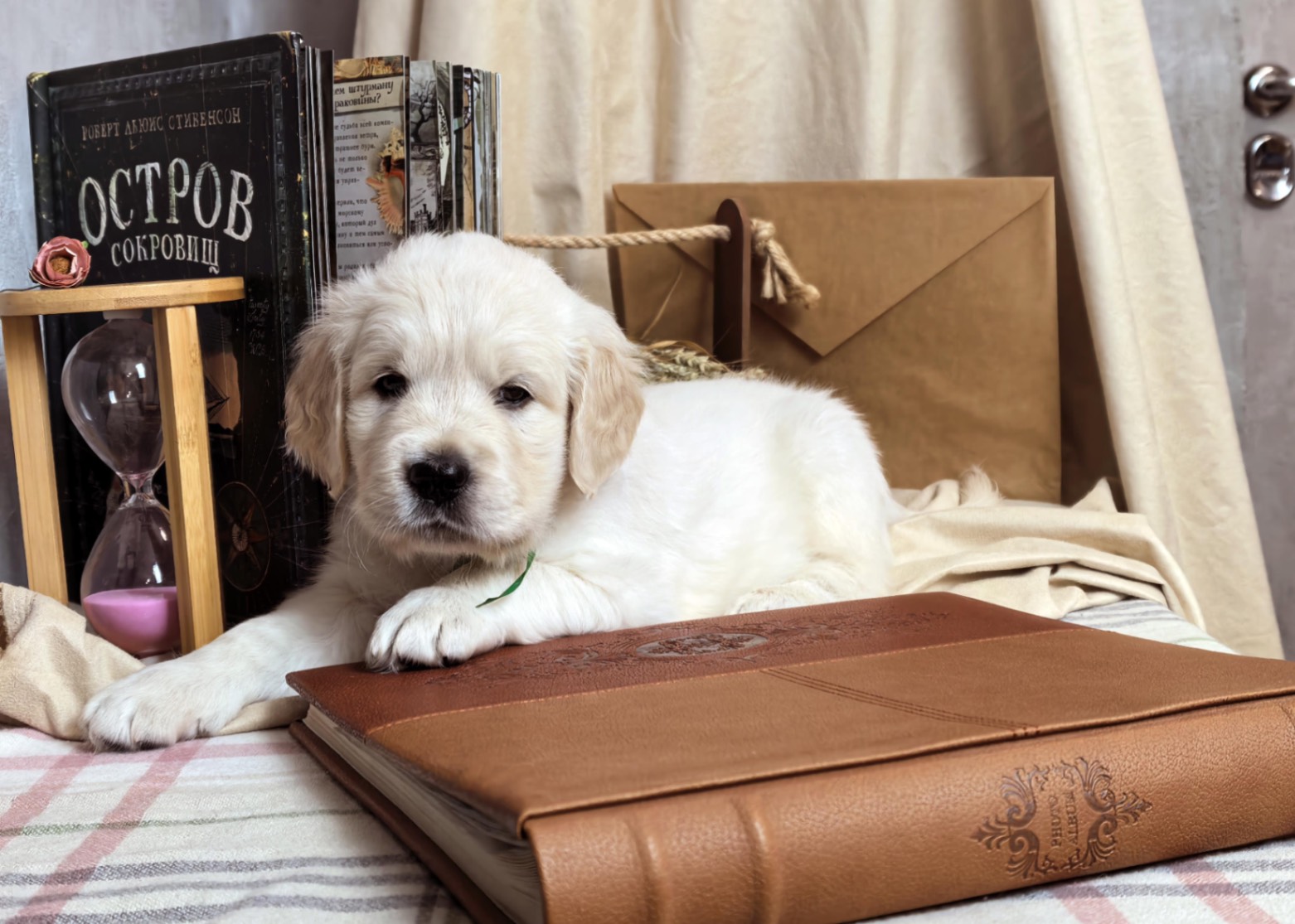 golden-retriver-buy-dog