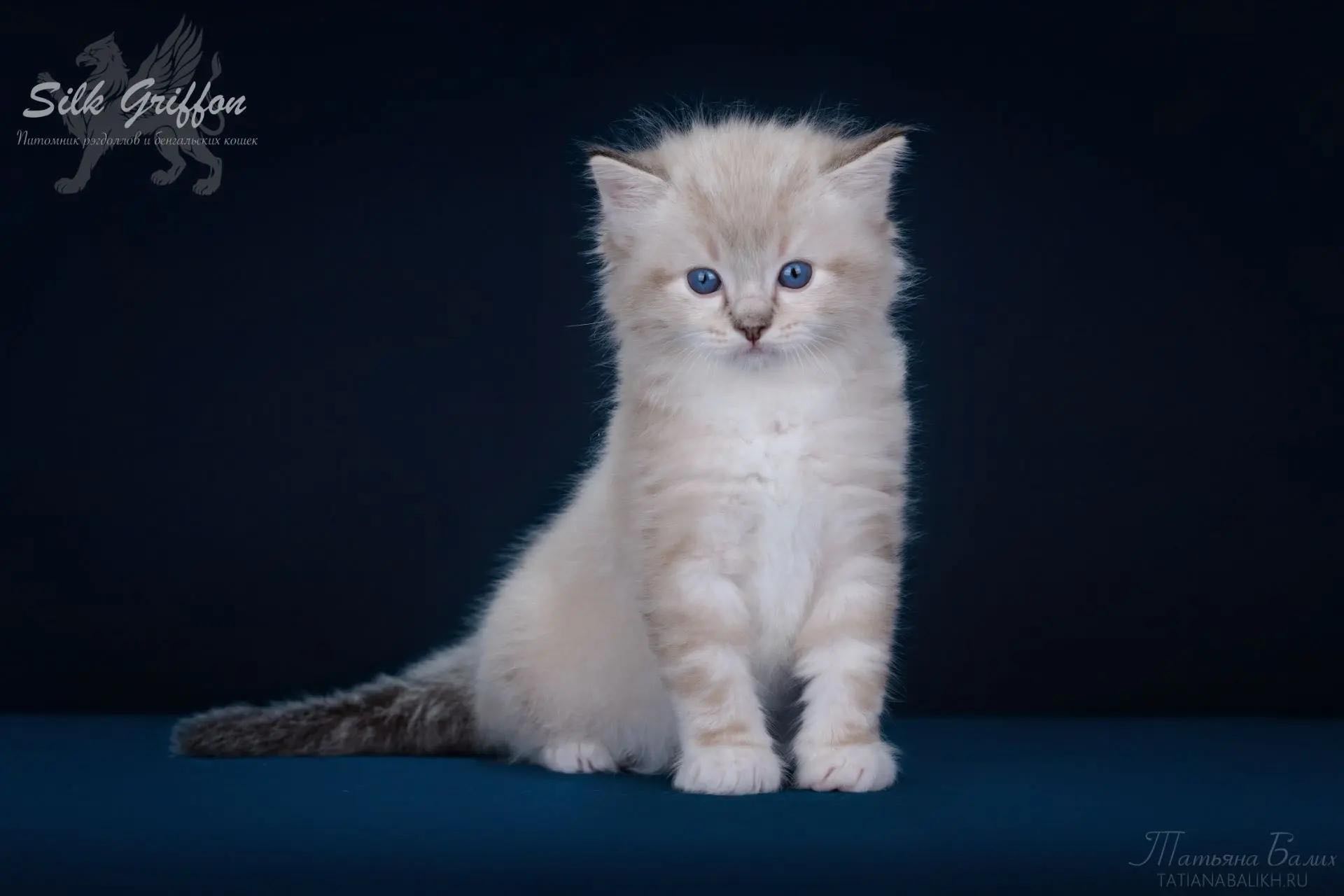 kupit-kotenka-ragdoll