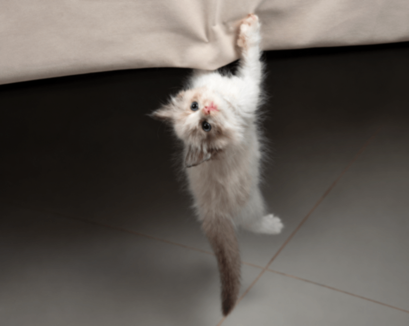 kupit-kotenka-ragdoll-si-bicolor-okras