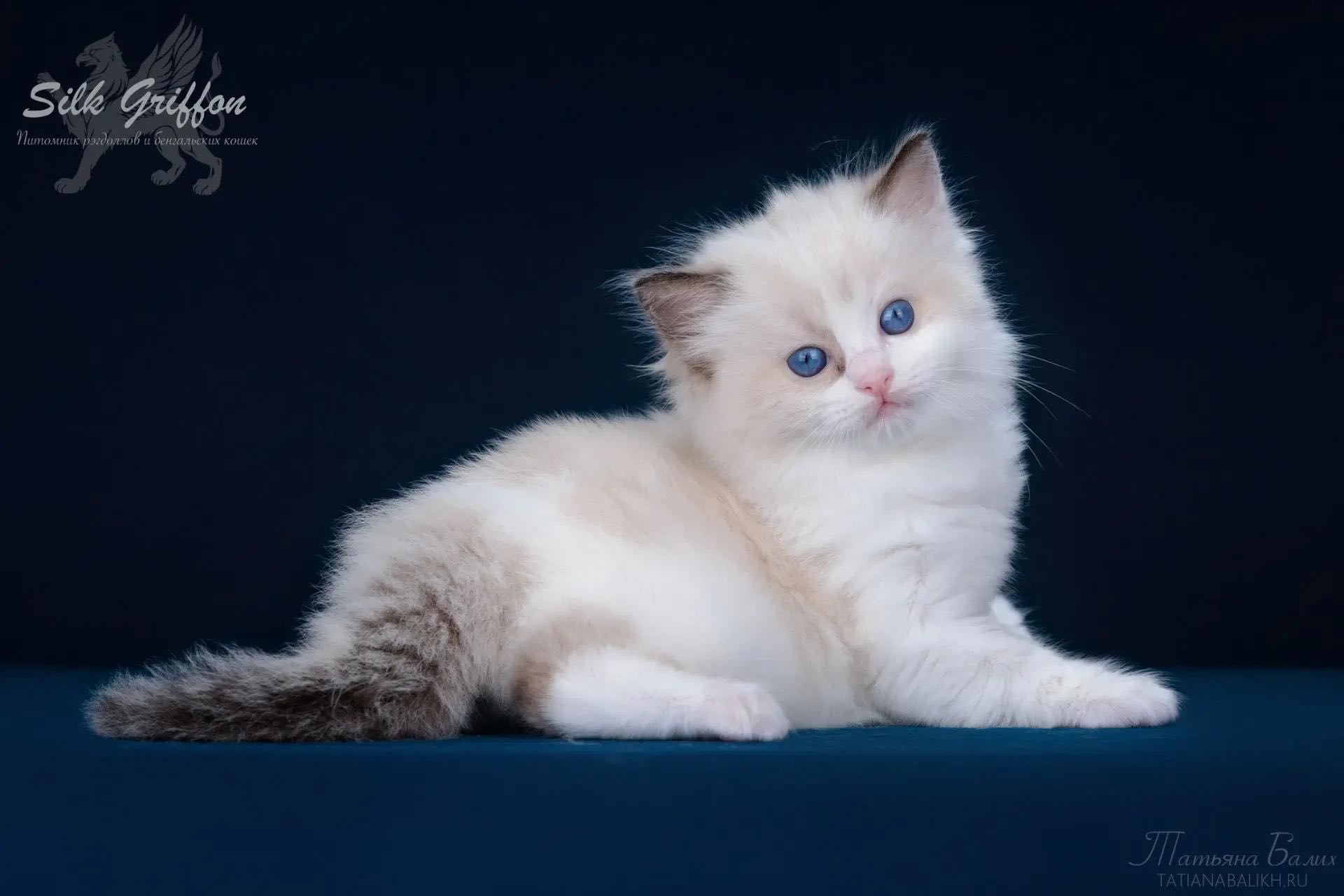 kupit-kotenka-ragdoll-umnaja-devochka