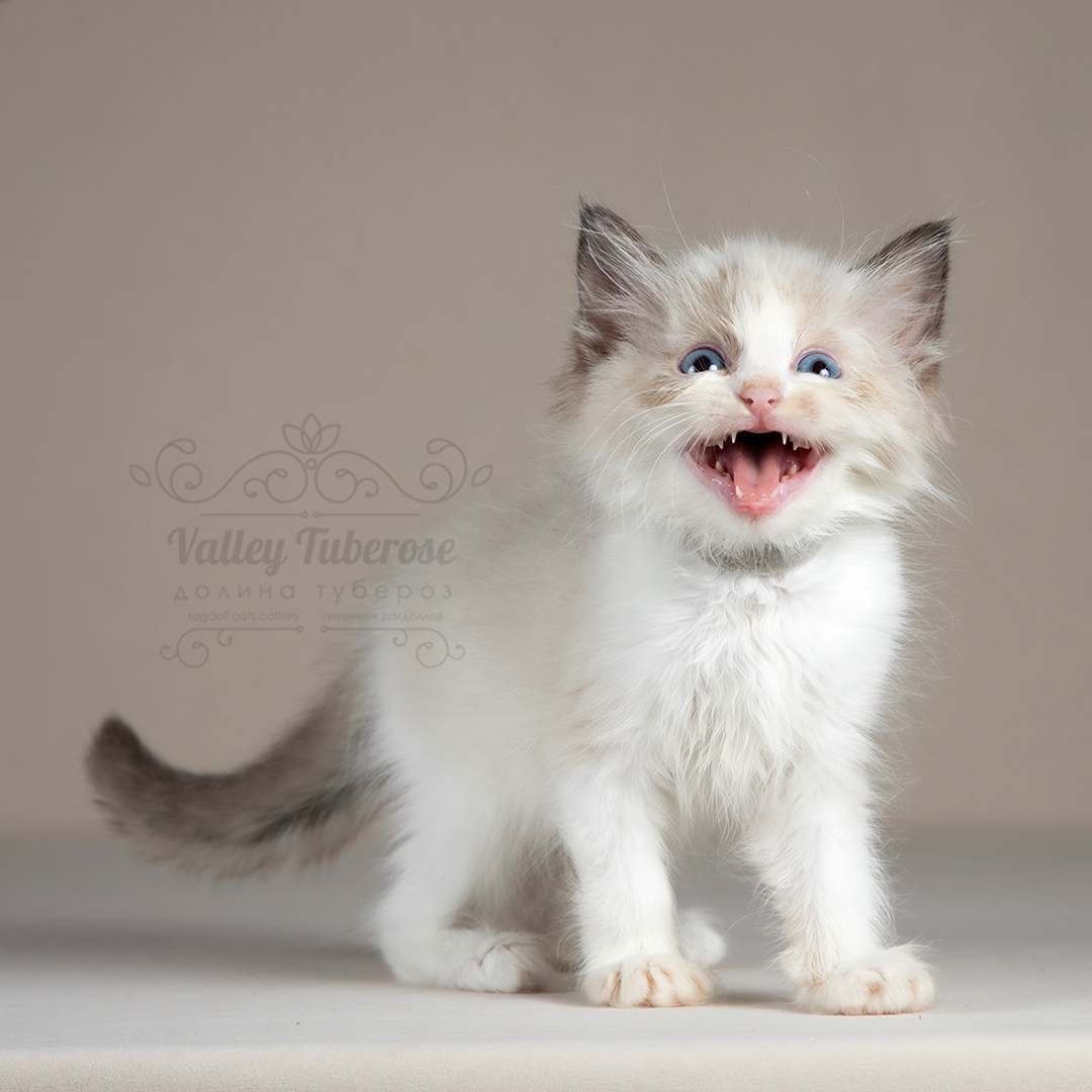 kupit-kotenka-ragdoll