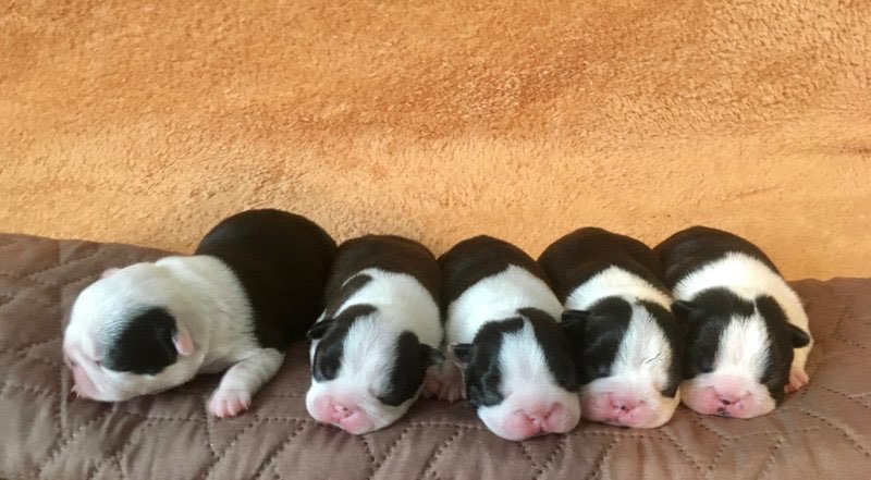 kupit-shchenka-boston-terrier-v-dmitrove