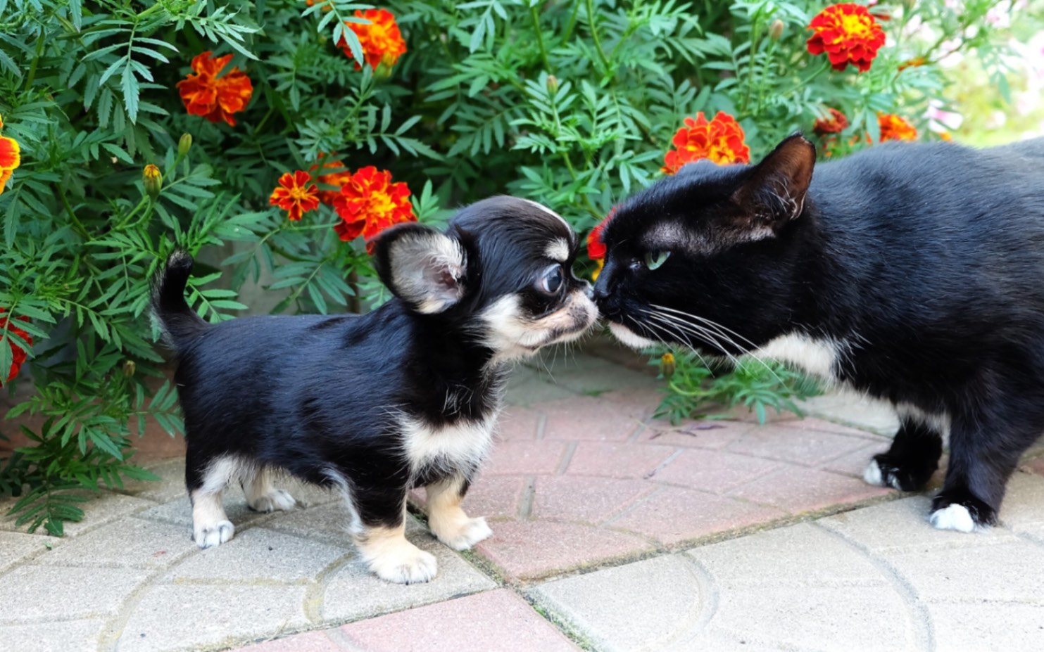 kupit-shchenka-chihuahua-iz-pitomnika