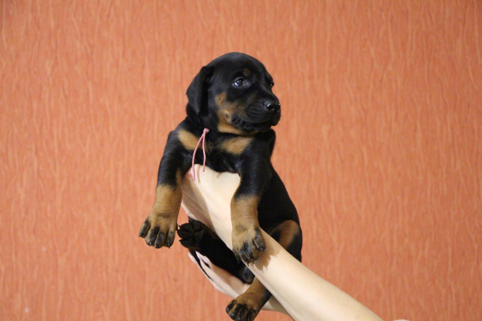 kupit-shchenka-dobermana-pomet-16-08-2026
