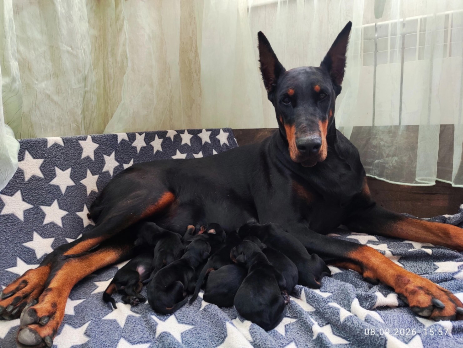 kupit-shchenka-dobermana-v-moskve