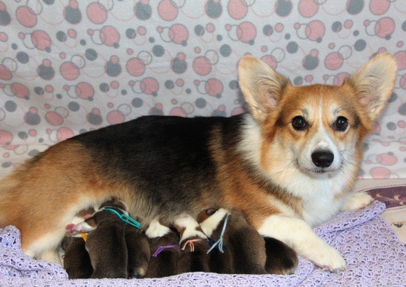 kupit-shchenka-velsh-corgi-pembrok