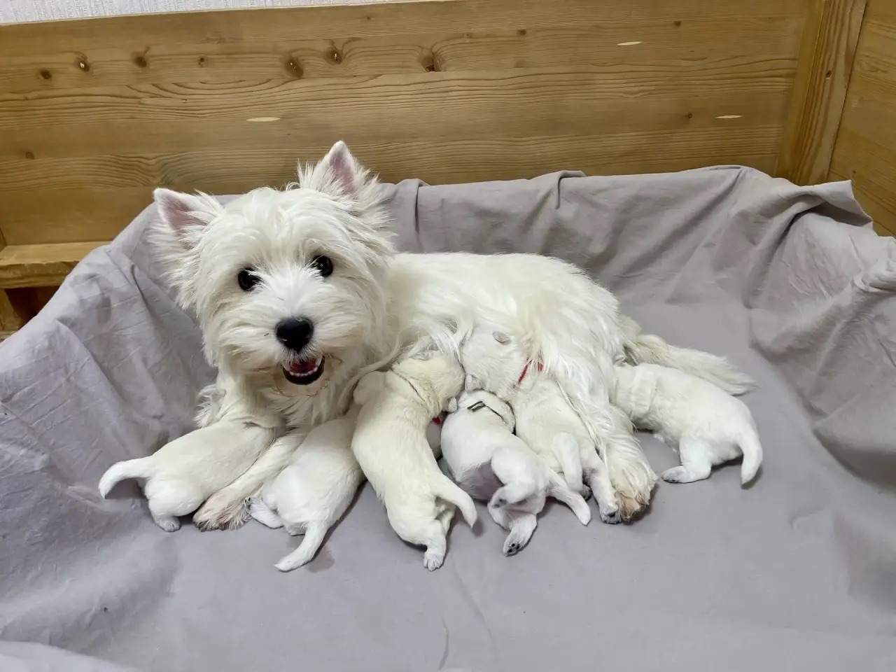 kupit-shchenka-west-highland-white-terriera