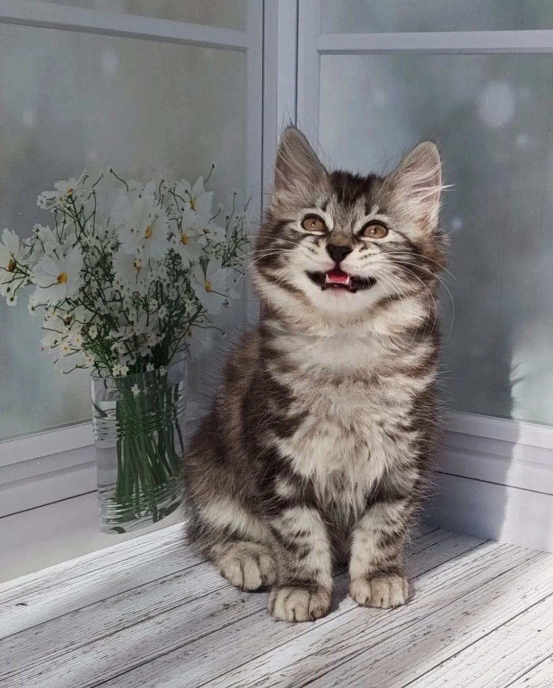 kurilian-bobtail-buy-kitten-un-moscow