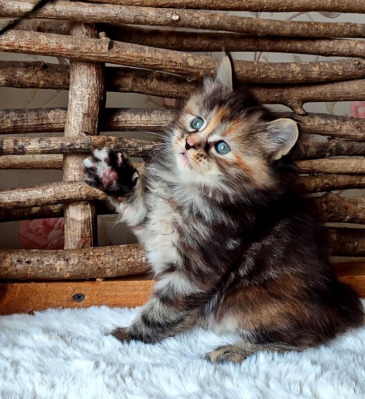 kurilian-bobtale-buy-kitten