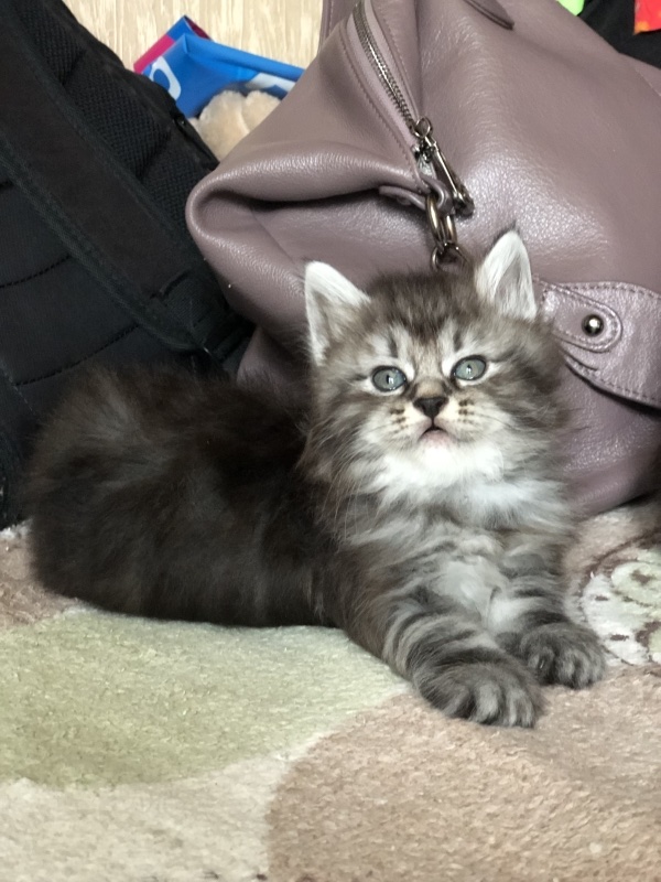 kurilskij-bobtail-kupit-kotenka