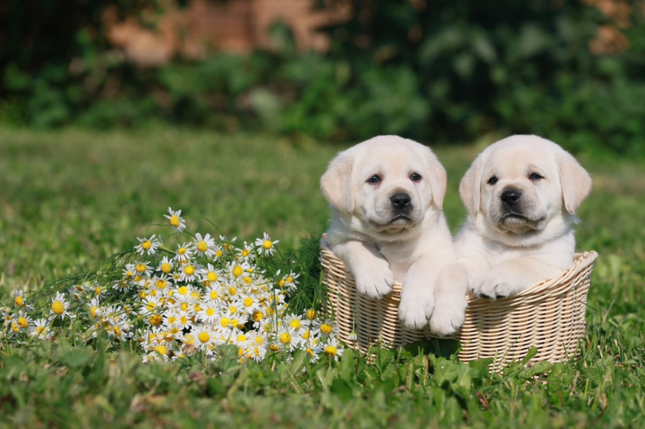 labrador-retriver-buy-puppy-from-kennel