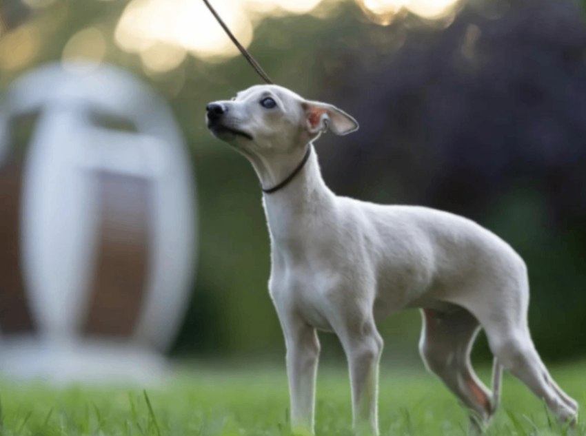 levretka-buy-puppy-v-sochi