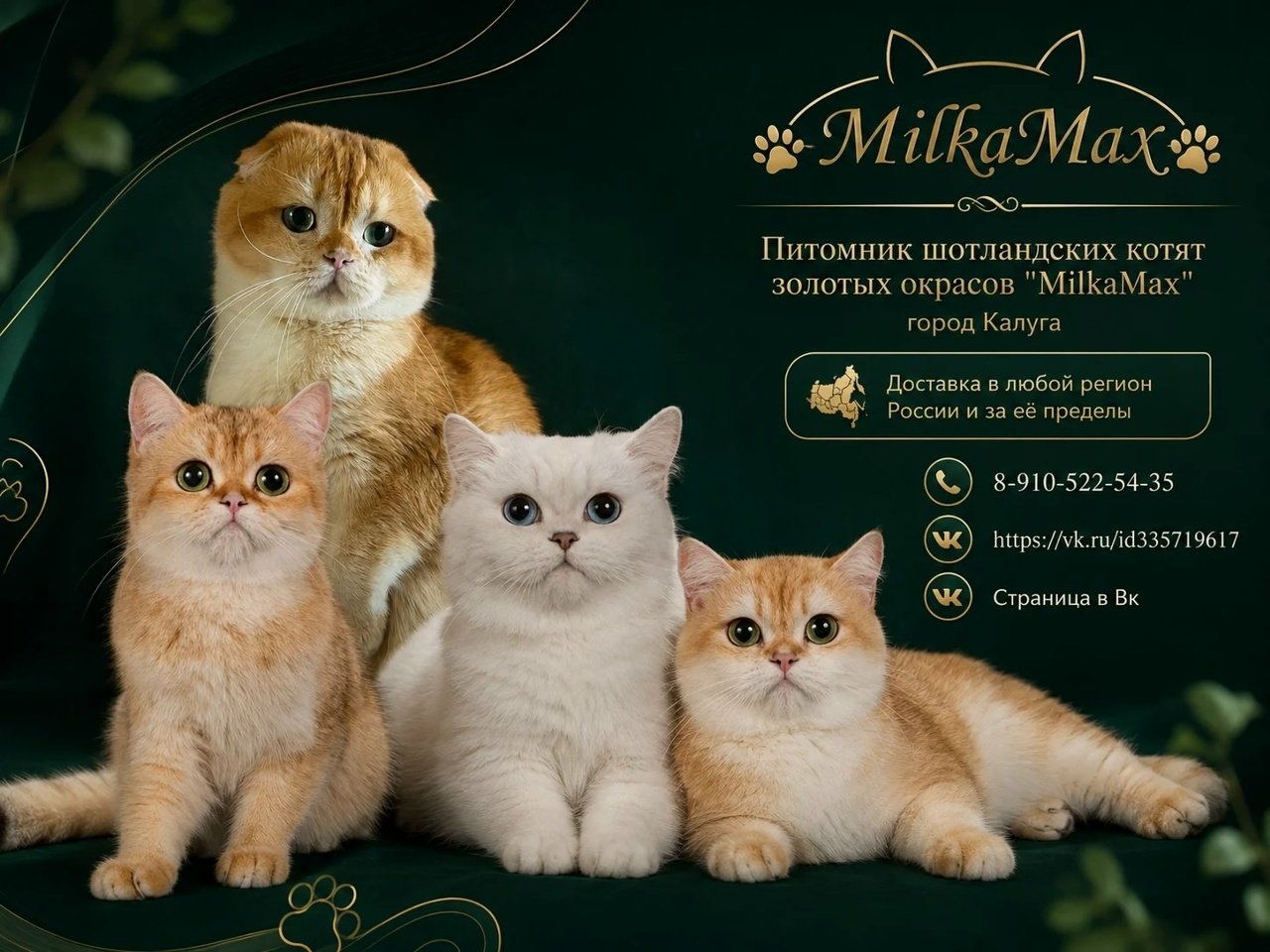 milka-max-pitomnik-shotlandskih-koshek-prodaga-kotjat