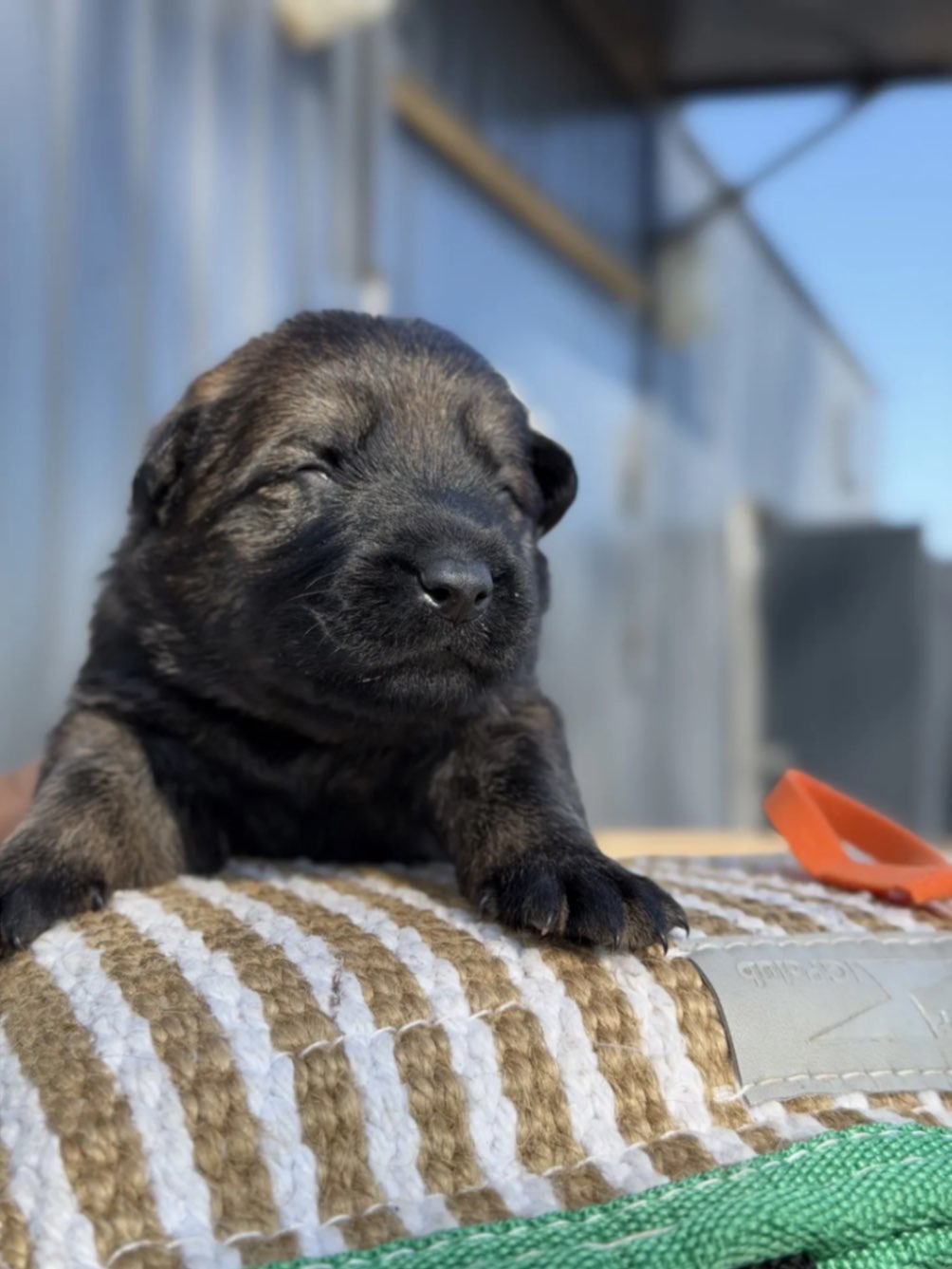 nemetskaja-ovcharka-buy-puppy-from-kennel