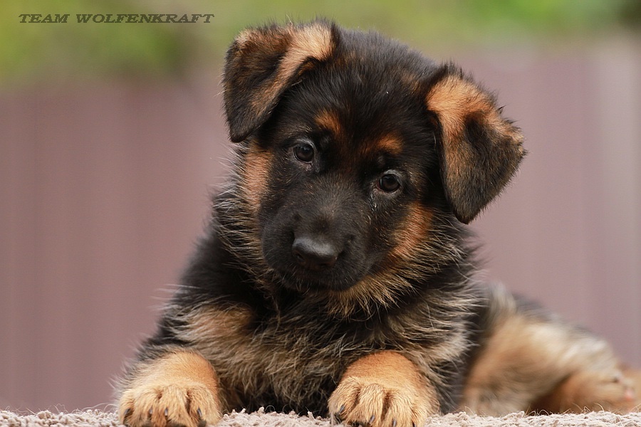 nemetskaja-ovcharka-kupit-shchenka-iz-pitomnika