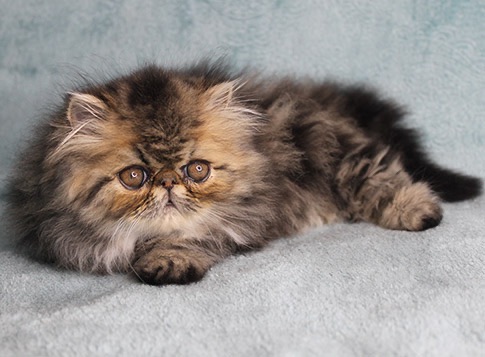 persidskij-koshka-buy-kitten