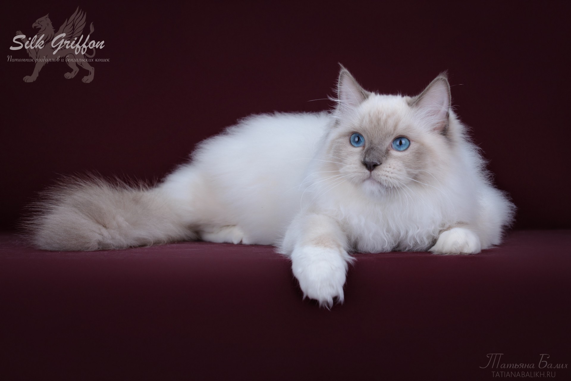 pet_20260916_072933_0