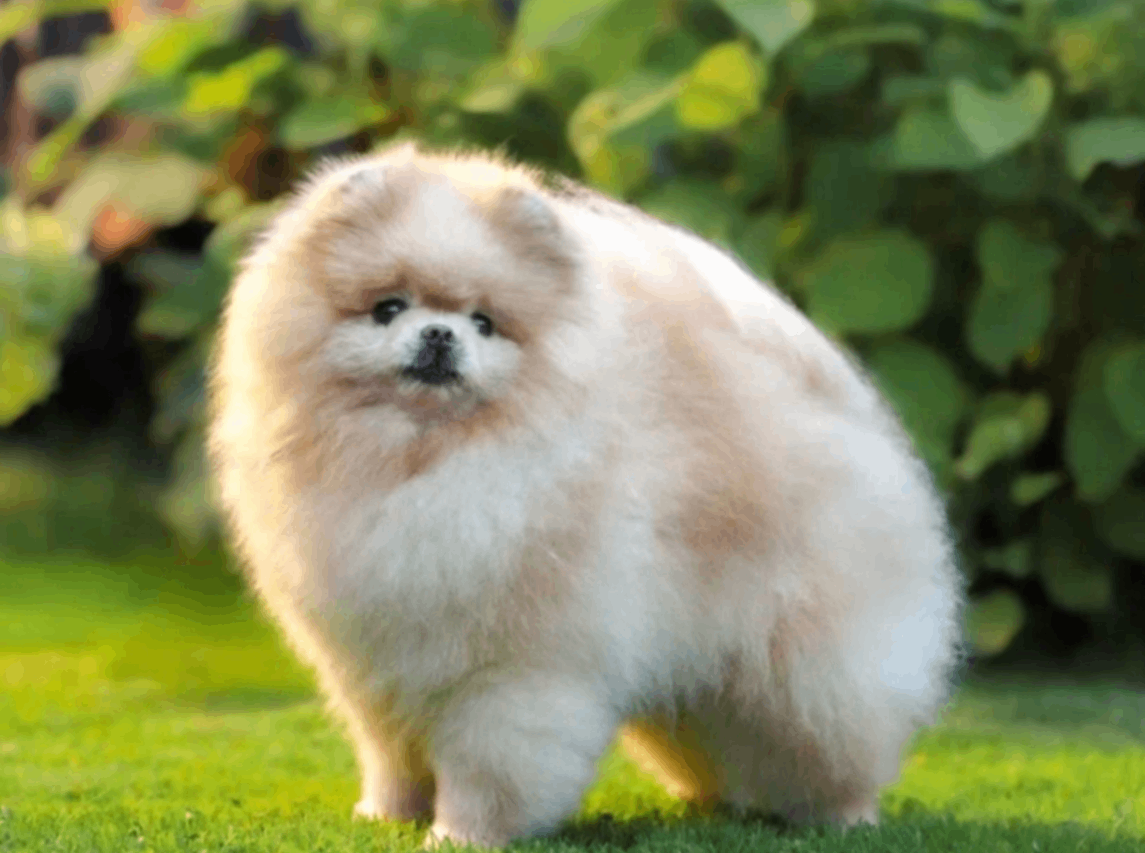pomeranskij-shpitz-kupit-shchenka