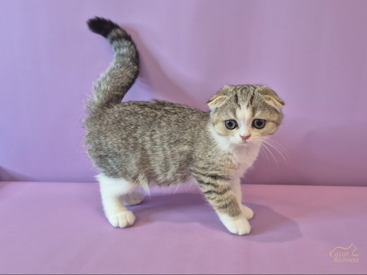 scottish-fold-kupit-kotenka