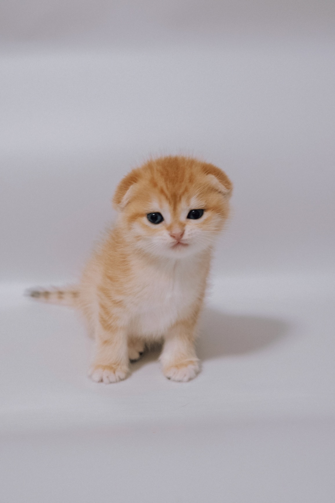 scottish-stright-cat-buy-kitten-from-cattery