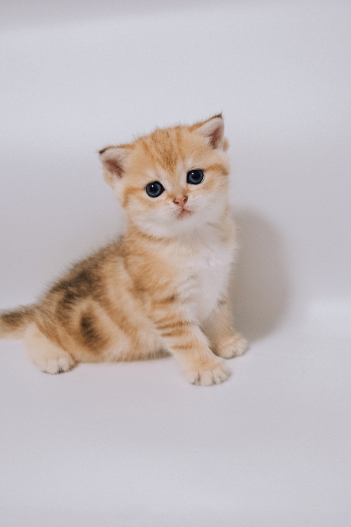 scottish-stright-cat-buy-kitten-from-cattery