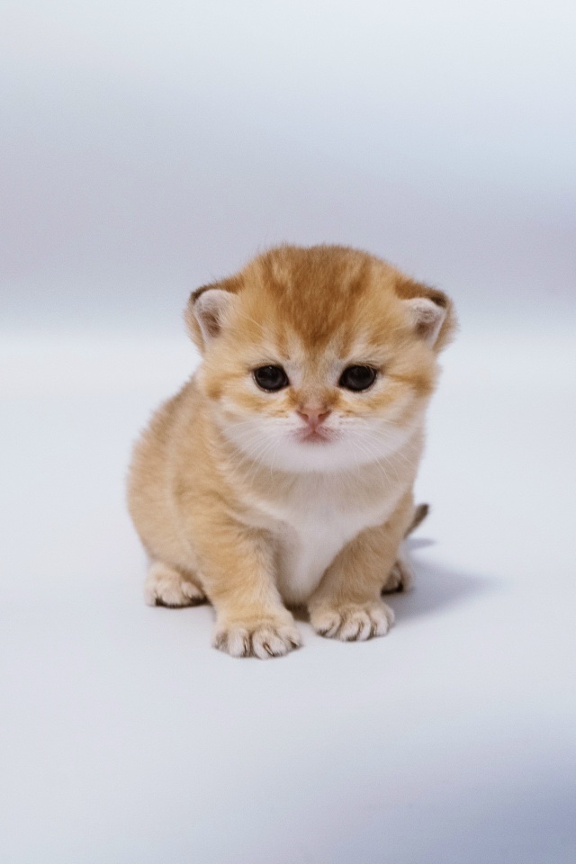 scottish-stright-cat-buy-kitten