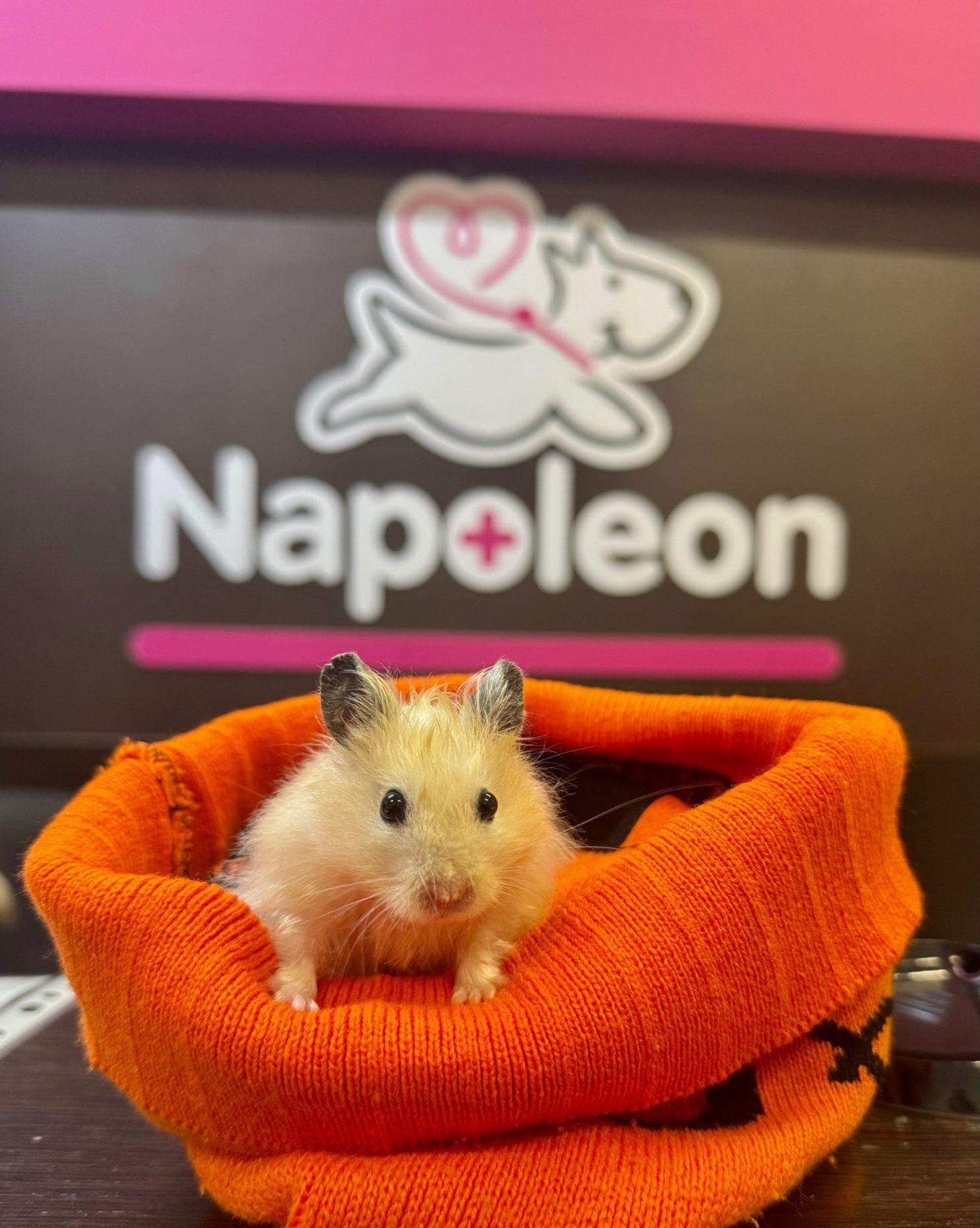 https://zoonika.com/wp-content/uploads/2026/09/vet-clinika-Napoleon-nedorogo.jpg