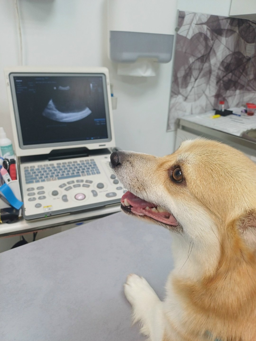 https://zoonika.com/wp-content/uploads/2026/09/vet-clinika-nevskij-kot-1-1.jpg